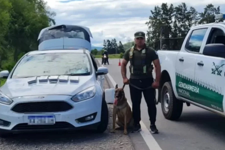 Yin, el perro que marcó los estupefacientes